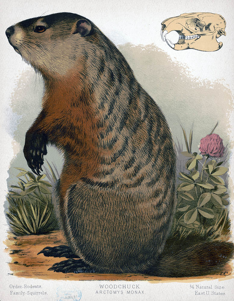 Marmota Monax
